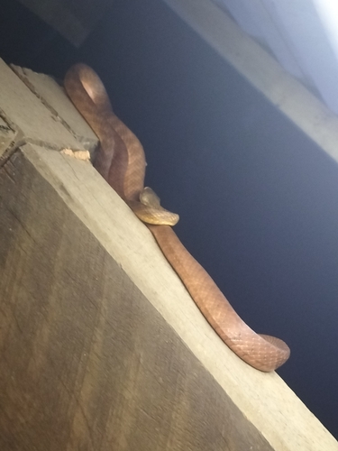Brown Tree Snake sighting