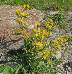Solidago virgaurea minuta