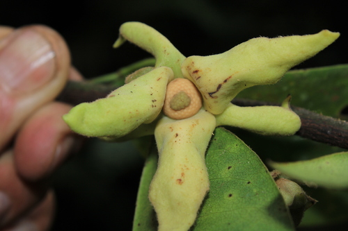 Guatteria augusti