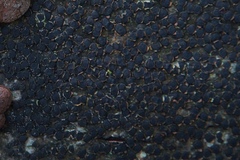 Diatrype disciformis