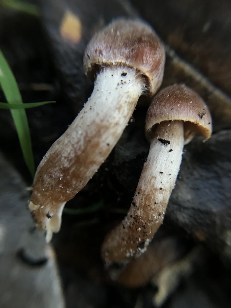 Cortinarius sp. 'FL21'