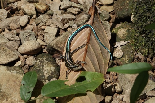 Emoia caeruleocauda observed 2024-12-21