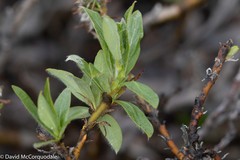 Salix richardsonii