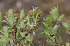 Salix richardsonii