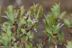 Salix richardsonii