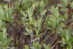 Salix richardsonii