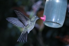 Eupetomena cirrochloris