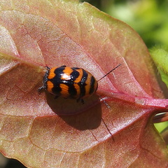 Cryptocephalus trifasciatus