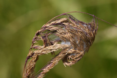 Cheiracanthium punctorium