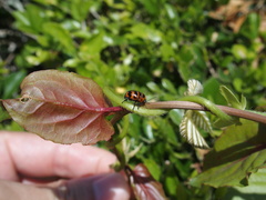 Cryptocephalus trifasciatus