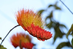 Combretum farinosum