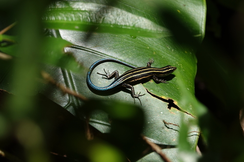 Emoia caeruleocauda observed 2024-12-21