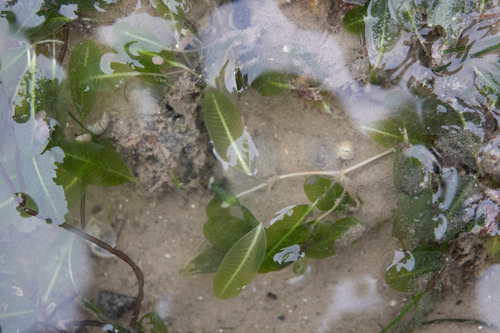 Halophila major iNat (3)