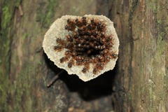 Scaptotrigona xanthotricha