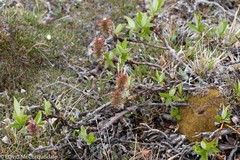 Salix richardsonii