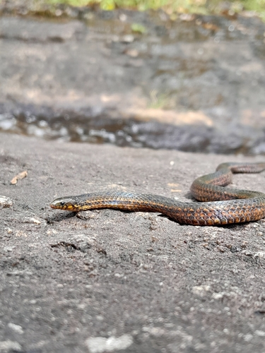 De Silva's Rough-sided Snake