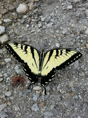 Papilio glaucus