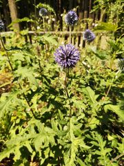 Echinops bannaticus