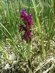 Dactylorhiza incarnata cruenta