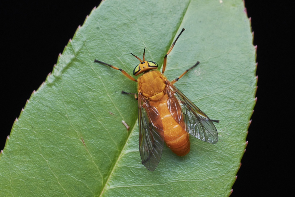Silvius shirakii