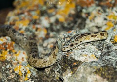 Senticolis triaspis triaspis