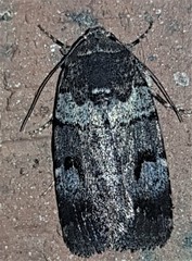 Thoracolopha flexirena