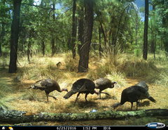 Meleagris gallopavo mexicana