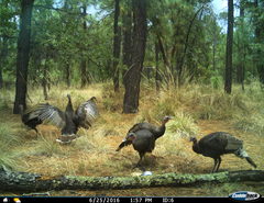 Meleagris gallopavo mexicana