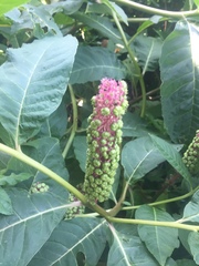 Phytolacca polyandra