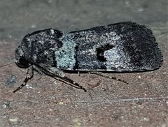 Thoracolopha flexirena