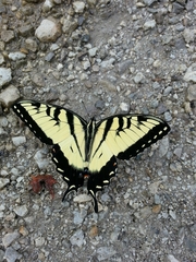 Papilio glaucus