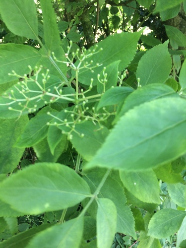 Sambucus javanica image