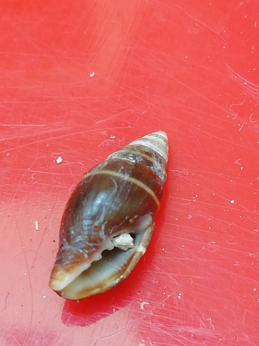 Pusia ebenus (Lamarck, 1811)