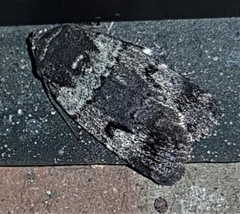 Thoracolopha flexirena