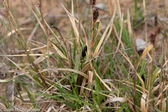 Carex membranacea