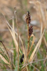 Carex membranacea