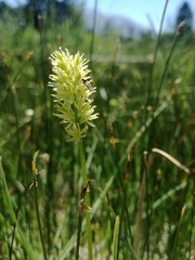 Tofieldia calyculata