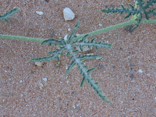 Gemsbok cucumber