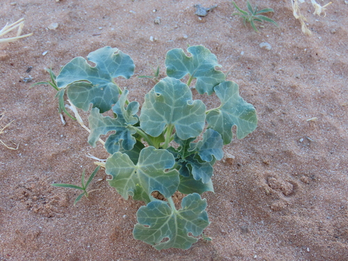 Fodder Melon