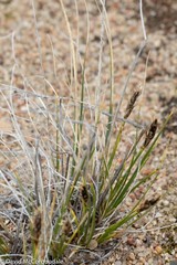 Carex borealipolaris