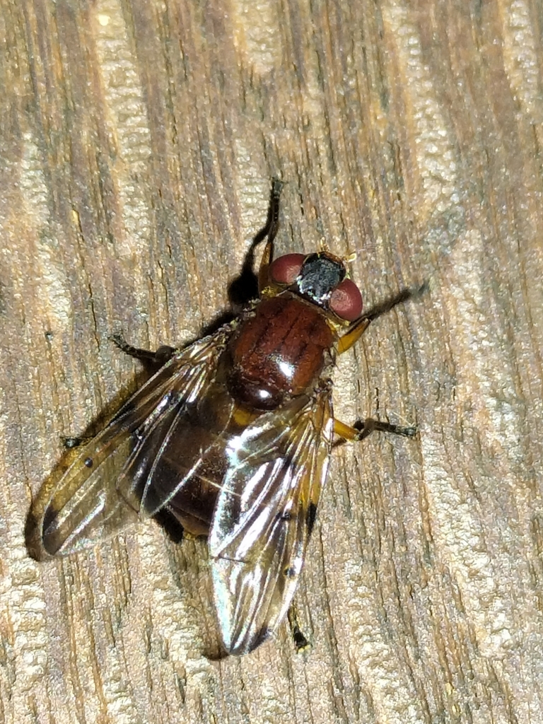 Lamprogaster nigrihirta