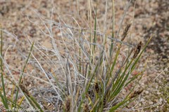 Carex borealipolaris