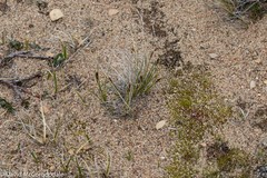 Carex borealipolaris