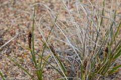 Carex borealipolaris