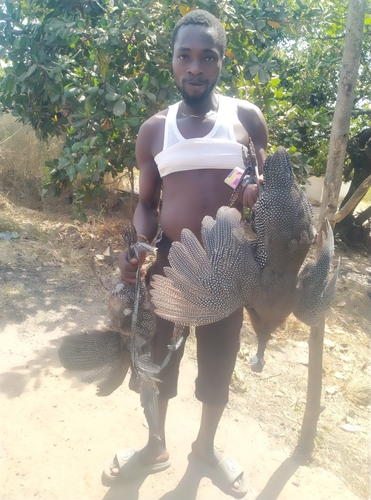 Helmeted Guineafowl
