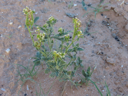Image of Heliotropium ciliatum by no rights reserved