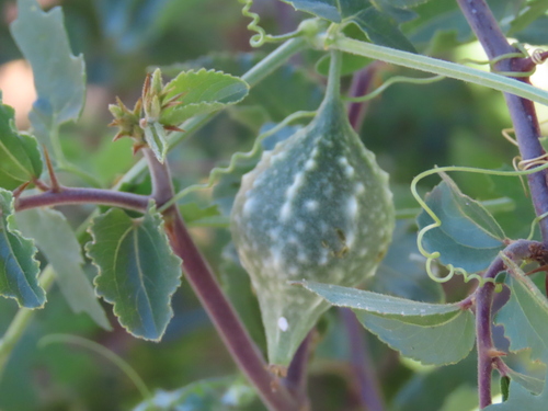 Image of Momordica balsamina by no rights reserved