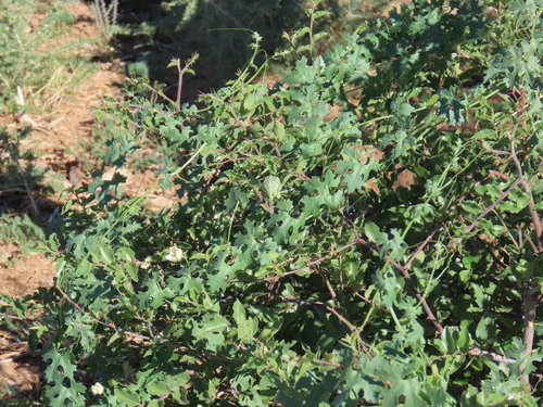 Image of Momordica balsamina by no rights reserved