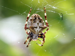 Araneus angulatus