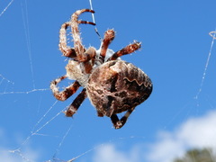 Araneus angulatus